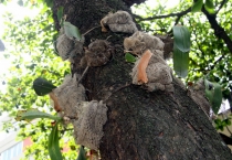 Южноамериканский дневник - записки на коленке. ч.1 Бразилия.