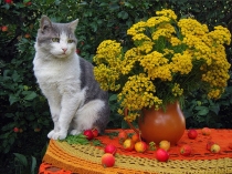 Поговорим о кошках 23