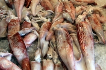 Южноамериканский дневник - записки на коленке. ч.1 Бразилия.