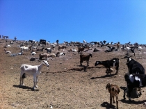 Ферма Коз Queseria