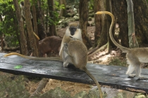 Барбадос (22.06.2013-06.07.2013). Много фото.