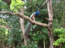 Барбадос (22.06.2013-06.07.2013). Много фото.