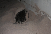 Барбадос (22.06.2013-06.07.2013). Много фото.