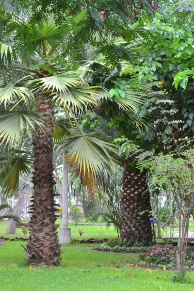 Трухильо\Trujillo