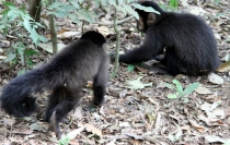 Южноамериканский дневник - записки на коленке. ч.1 Бразилия.