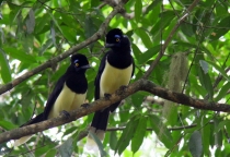 Южноамериканский дневник - записки на коленке. ч.1 Бразилия.