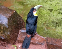 Южноамериканский дневник - записки на коленке. ч.1 Бразилия.