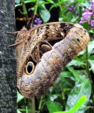 Южноамериканский дневник - записки на коленке. ч.1 Бразилия.