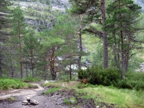 В сказке серо-сине-бело-зелёного цвета. Норвегия(Oppland-Sogn-Hordaland) июль-август 2012