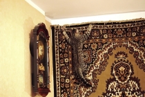 поговорим о кошках