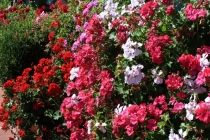 Highway 1 - LA-SF, California