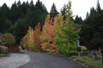 Sonoma Valley, California