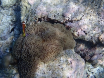 Мальдивы - Fihalhohi - Райское наслаждене