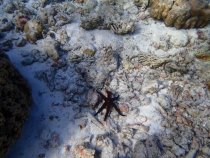 Мальдивы - Fihalhohi - Райское наслаждене