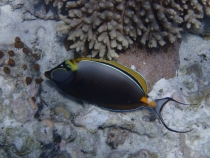 Мальдивы - Fihalhohi - Райское наслаждене