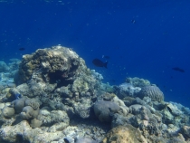 Мальдивы - Fihalhohi - Райское наслаждене