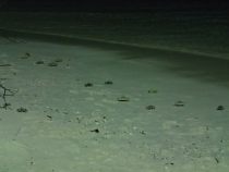 Мальдивы - Fihalhohi - Райское наслаждене