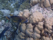 Мальдивы - Fihalhohi - Райское наслаждене