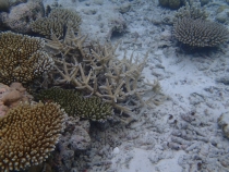 Мальдивы - Fihalhohi - Райское наслаждене