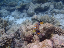 Мальдивы - Fihalhohi - Райское наслаждене