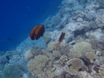 Мальдивы - Fihalhohi - Райское наслаждене