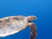 Мальдивы - Fihalhohi - Райское наслаждене