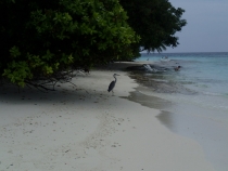 Мальдивы - Fihalhohi - Райское наслаждене