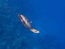 Мальдивы - Fihalhohi - Райское наслаждене