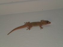 Мальдивы - Fihalhohi - Райское наслаждене