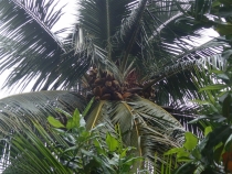 Мальдивы - Fihalhohi - Райское наслаждене