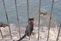 Мадейра в ритме понши