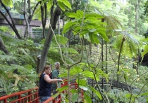 Мадейра в ритме понши