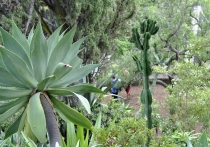 Мадейра в ритме понши