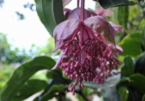 Мадейра в ритме понши