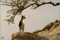 Omani Goat