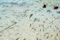 Хорватия. Дубровник-Растоке со всеми остановками (автобусом и не только, есть расписания)