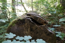 Хорватия. Дубровник-Растоке со всеми остановками (автобусом и не только, есть расписания)