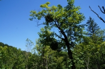 Хорватия. Дубровник-Растоке со всеми остановками (автобусом и не только, есть расписания)