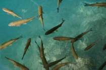 Хорватия. Дубровник-Растоке со всеми остановками (автобусом и не только, есть расписания)