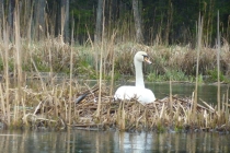 Первомай в Польше, Августов (СПб - Даугавпилс - Каунас - Августов)