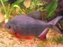 Рыбалка во Вьетнаме