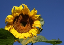 Кошки в нашей жизни. Кошки и все, что с ними связано.