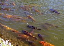 Южноамериканский дневник - записки на коленке. Аргентина.. Часть 2