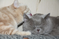 Поговорим о Кошках 24