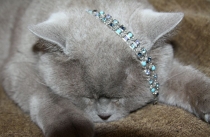 Поговорим о Кошках 24