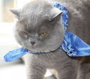 Поговорим о Кошках 24