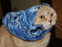 Поговорим о Кошках 24