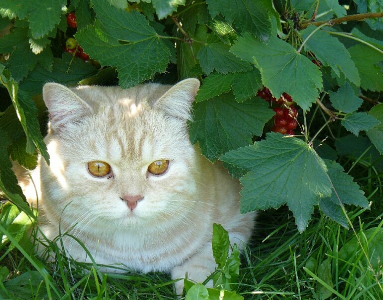 Поговорим о Кошках 24