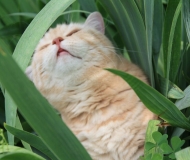 Поговорим о Кошках 24