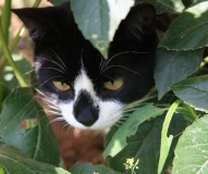 Поговорим о Кошках 24